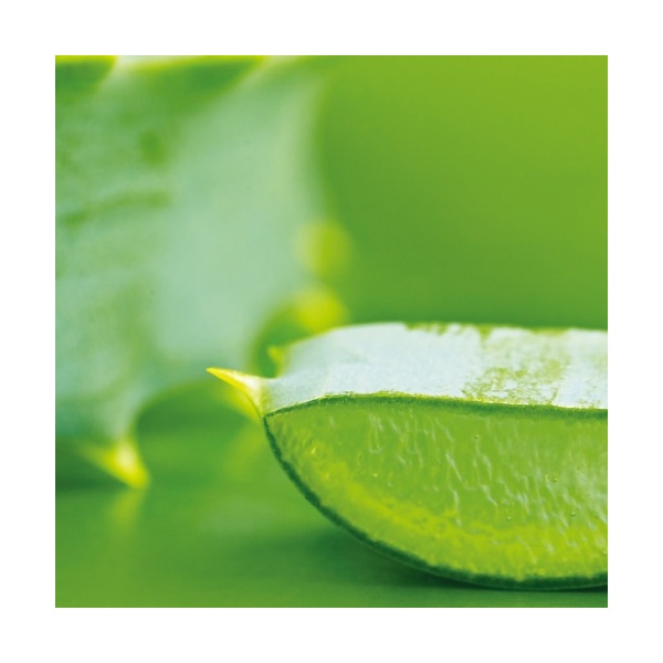 aloe-1_1199198678