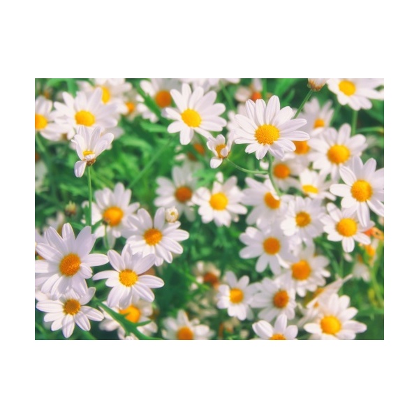 field-of-camomiles-blooming_589792043